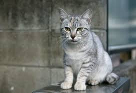 Australian Mist Kedi Cinsi Ozellikleri Ve Bakimi Miyavliyo