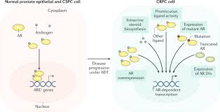 Cancer in south africa (sa) have been undertaken by heyns and. Prostate Cancer Nature Reviews Disease Primers