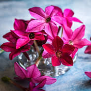 Image result for Nicolasia coronata