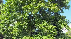 Image result for Liquidambar formosana