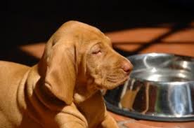 Check spelling or type a new query. Freeze Dried Dog Food Lovetoknow