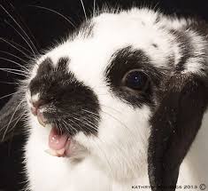 Laughing Bunny Www Signaturepawspetportraiture Com Pet Portraiture Pets Animals