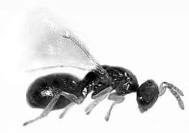 Image result for Lepidagathis eriocephala