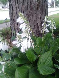 Hosta Aphrodite Just One Planted 6 10 14 Full Morning Sun Afternoon Shade Plants Afternoon Sun Plants Dream Garden