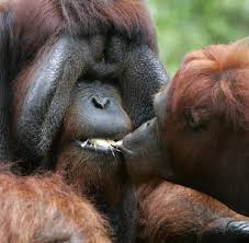 Why you should visit bukit merah orang utan island in malaysia 2021. Borneo Welt