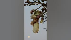 Image result for Radermachera xylocarpa