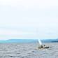 Introduction to Dinghy Sailing for Adults