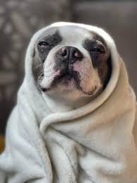 Image result for Chemodectoma