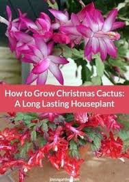 There is also a thanksgiving cactus, schlumbergia truncata, so if yours blooms earlier then it could be this 1 and not the christmas cactus. Christmas Cactus Care A Long Lasting Succulent Houseplant Christmas Cactus Plant Christmas Cactus Christmas Cactus Care