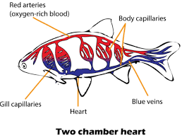 These function differently from a mammalian heart which has 4 chambers. Which Of The Following Groups Of Animals The Heart Class 11 Biology Cbse