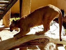 Zookeeper Name Generator Name Generator Generator Names