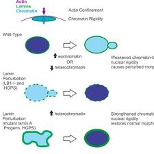 We did not find results for: Alterations Of Chromatin Based Nuclear Rigidity Affect Nuclear Blebbing Download Scientific Diagram