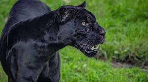 Black jaguar settles into her new home - BBC Newsround