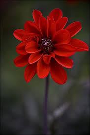 What Kind Of Flower Is This Jeez I Need To Get Better With My Flowers Beautiful Flowers Pretty Flowers Red Flowers