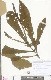 Image result for Anthocleista vogelii