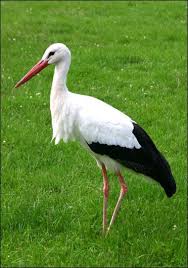 White Bird With Large Beak Wild Animals Stork Bird Pet Birds Wild Birds