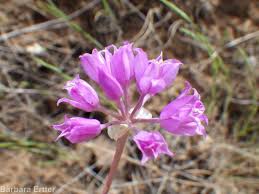 Image result for Alliaceae