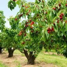 Updated september 21, 2017 the northern and central regions of california provide ideal growing conditions for cherries, with full sunshine, temperate weather, low rainfall during spring and summer, rare frost, and low humidity. Standard Cherry Trees For Sale Buy Cherry Trees From Stark Bro S