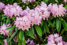 10 Shade Tolerant Flowering Shrubs In 2020 Flowering Shrubs Flowering Shrubs For Shade Bushes And Shrubs