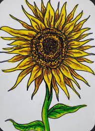 Open me!it's was pretty late in the evening when i filmed this so don't mind the shadows. How To Draw A Sunflower Easy Art Tutorial Art By Ro