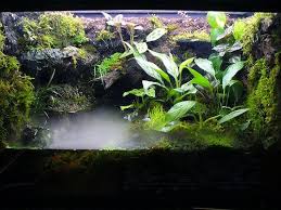 Paludarium Aquarium Backgrounds Planted Aquarium Bioactive Vivarium