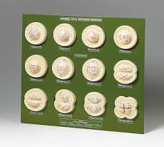 Interphase is a growth period for the cell. Animal Cell Meiosis Model Flinn Scientific