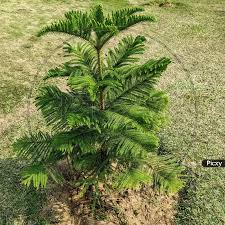 Image result for Araucariaceae