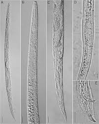 Image result for Diclis reptans