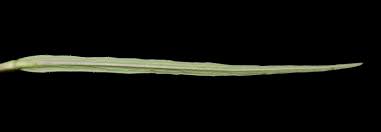 Image result for Cyphia lasiandra