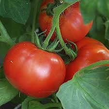 Plant your seeds indoors 10. Shady Lady F1 Hybrid Tomato Seeds 25 Seeds Buy Online In Northern Mariana Islands At Mariana Desertcart Com Productid 174952032