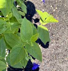 Image result for Thunbergia battiscombei