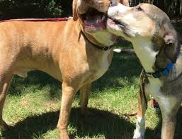Maybe you would like to learn more about one of these? Low Cost Pet Dental Cleaning Animal Medical Clinic