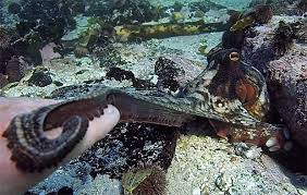 In 2010, the renowned nature filmmaker craig foster started free diving in the icy, brutal ocean waters off the western cape of south africa. Who Is Craig Foster About The My Octopus Teacher Star Hollywood Life