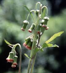 Image result for Crassocephalum radiatum