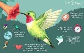 These tiny creatures don't live long. 25 Fun Facts About Hummingbirds