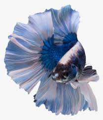 Download Butterfly Male Betta Male Betta Fish Transparent Png Image Transparent Png Free Download On Seekpng