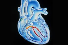Image result for electrical pathway of the heart