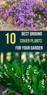10 Best Ground Cover Plants For Your Garden Best Ground Cover Plants Ground Cover Plants Plants