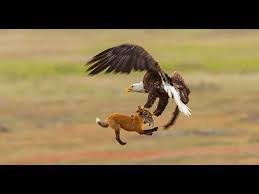 Dky i̇nşaat imzası taşıyan dky kartal projesi 4 blokta 331 daireden meydana geliyor. Kartal Ve Tilki Arasindaki Inanilmaz Mucadele Youtube