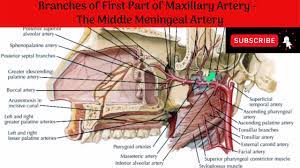 After branching off the maxillary artery in the infratemporal fossa. Middle Meningeal Artery Accessory Meningeal Artery Course Branches Distribution Youtube
