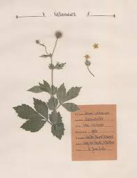 Wir haben 4 coole deckblätter für herbarium für euch vorbereitet. 13 Herbarium Vorlage Ideen In 2021 Herbarium Vorlage Blumen Pressen Pflanzen