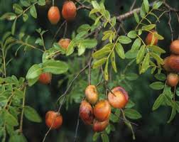 Image result for Copaifera