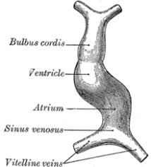 This begins with the formation of two endocardial tubes which merge to form the tubular heart, also called the primitive heart tube. Protein Signalling In Heart Development Wikipedia