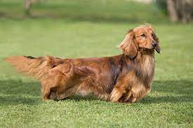 They will have their first puppy shot, wormed and medicated for other possible diseases. Dachshund Long Haired Breeds A To Z The Kennel Club