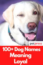 Find the best dog name by browsing our list of dog names meaning protector. 100 Dog Names Meaning Loyal For Your Male And Female Dogs
