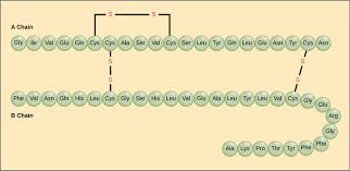 The main chain (or polypeptide backbone). 23 4c Protein Structure Medicine Libretexts