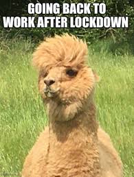 We did not find results for: Going Back To Work After Lockdown Memes