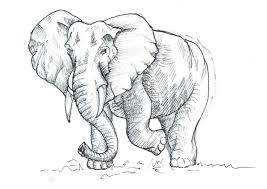 Kamu lihat aja kumpulan contoh sketsanya ini. Cara Menggambar Hewan Gajah Dengan Mudah