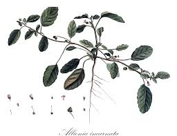 Image result for Phaeoptilum spinosum
