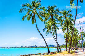 Imagem de coqueiros, sol, água, na Praia de Verde em Maceió, Alagoas,  Brasil.